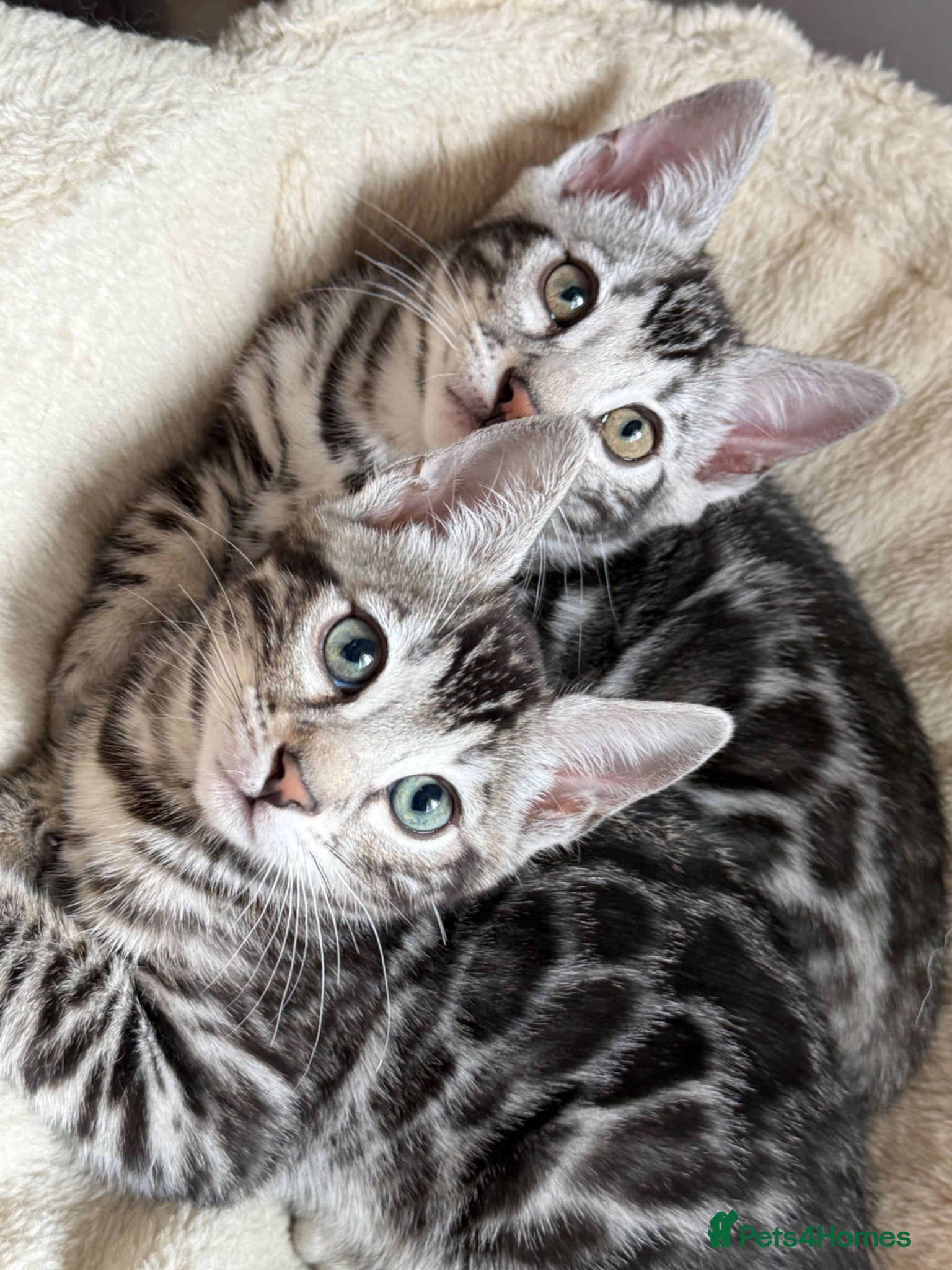Bengal cats     🏆 Champion-Bred Silver Bengal Kitten - Advert 11
