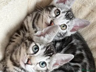 Bengal cats 🏆 Champion-Bred Silver Bengal Kitten - Advert 11