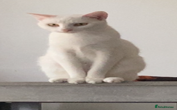 Bengal cats for sale: Beautiful white Bengal  - Image 1