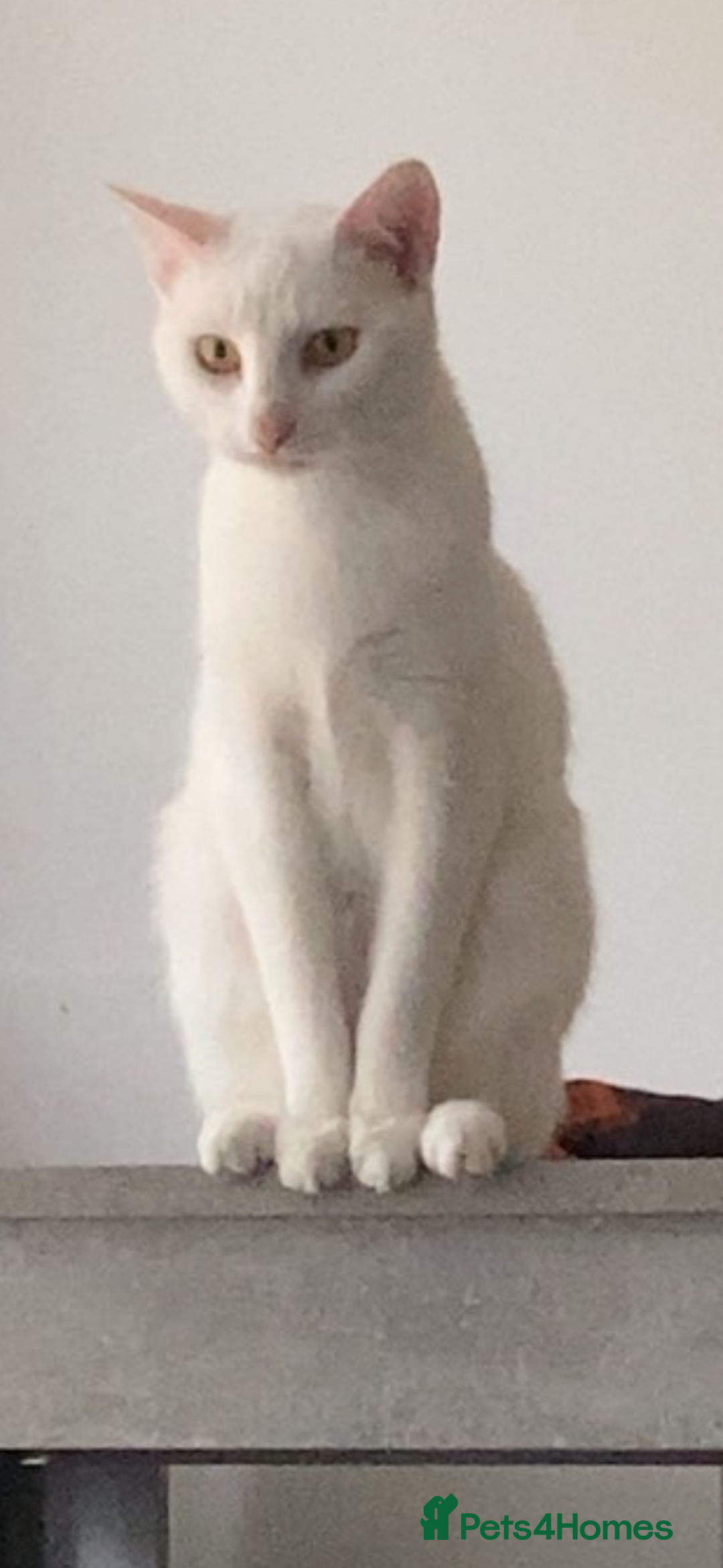 Bengal cats for sale: Beautiful white Bengal  - Image 1