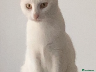 Domestic Shorthair cats for sale - Advert 2