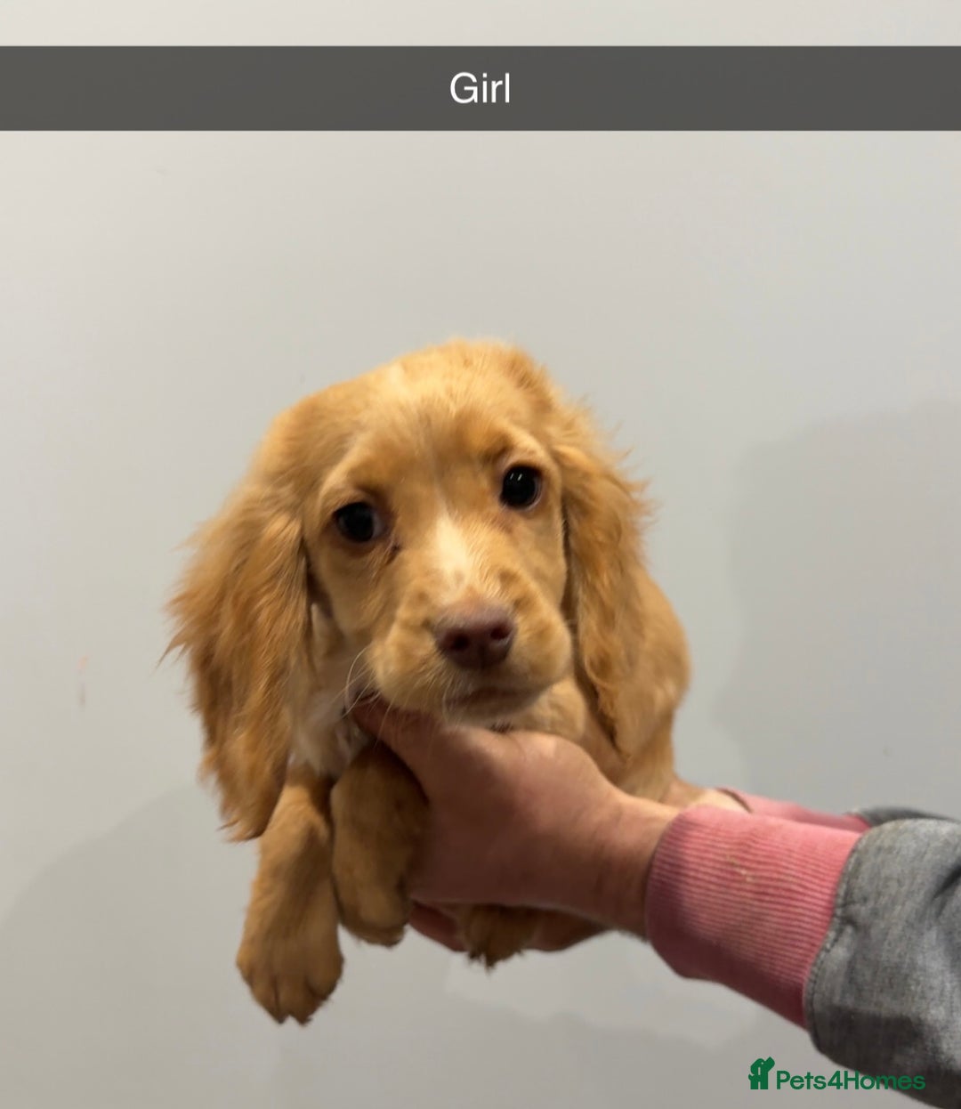 Cocker Spaniel dogs for sale: Mixed litter  - Advert 17