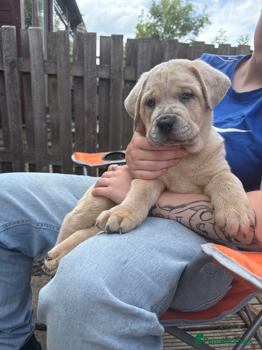 Mixed Breed dogs for sale: Chow chow x American bull dog  - Image 1