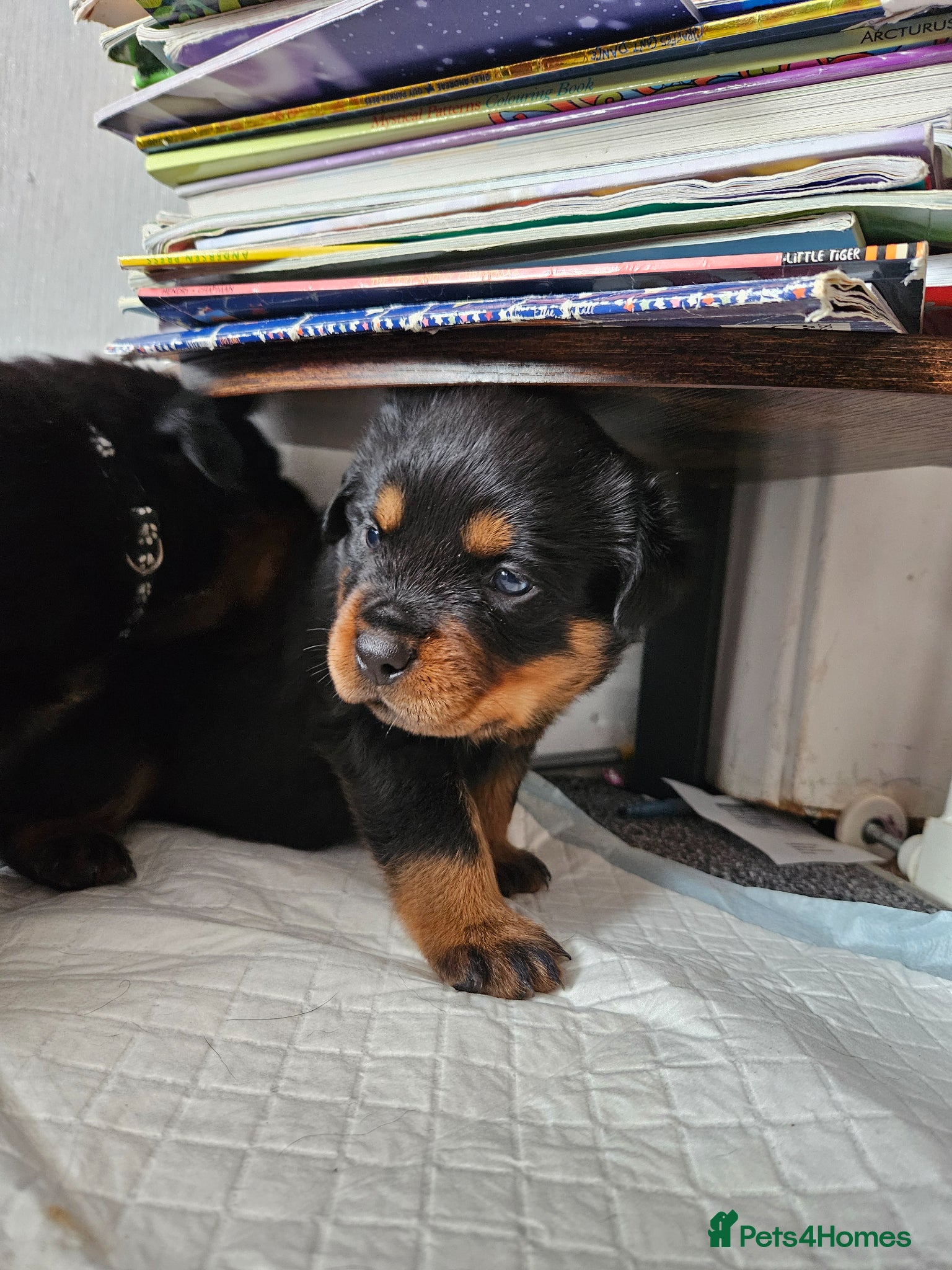 Rottweiler dogs Pure Pedigree Rottweiler Puppies - Advert 5