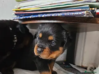 Rottweiler dogs Pure Pedigree Rottweiler Puppies - Advert 5