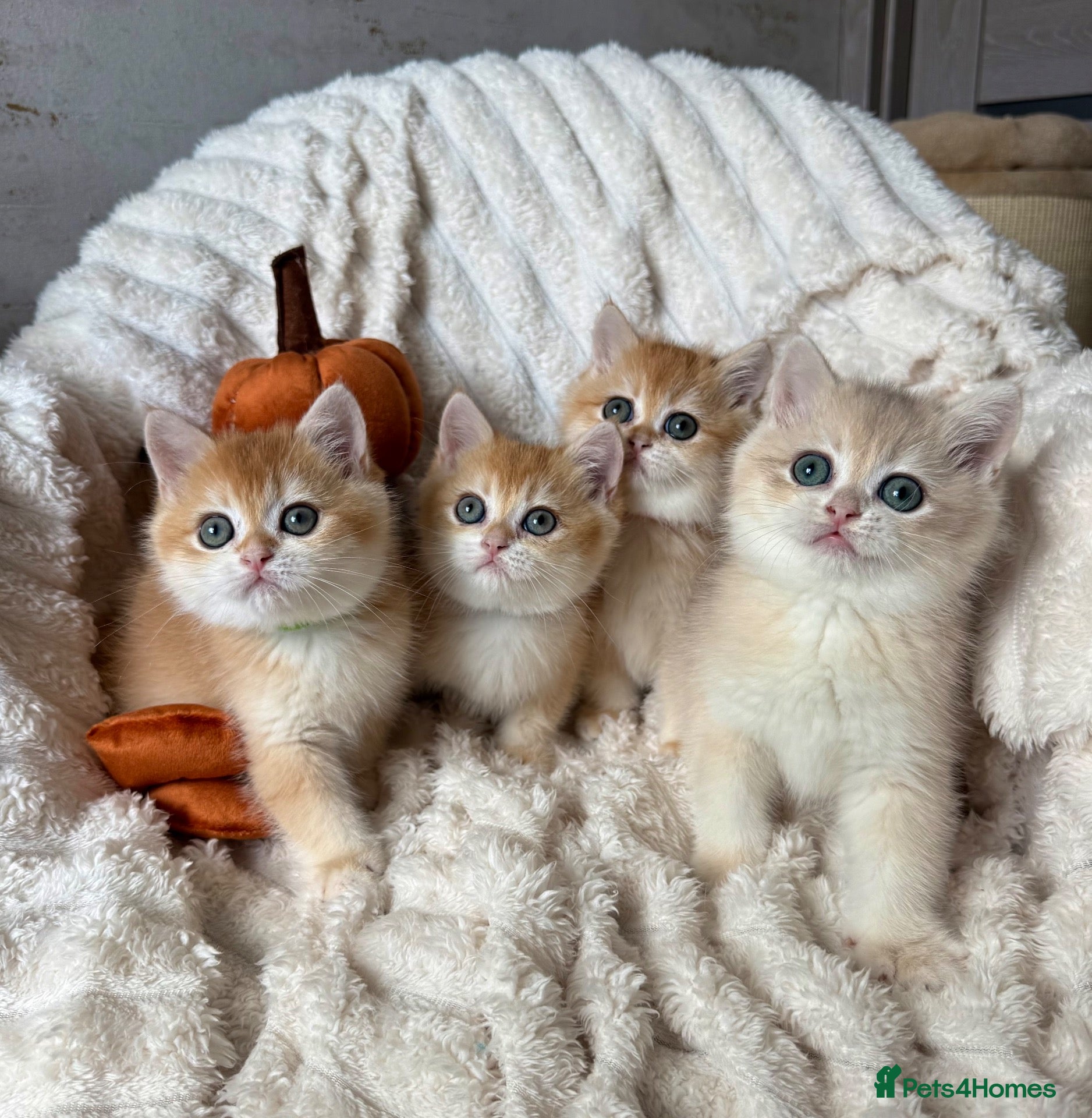 British Shorthair cats 🧡Exceptional golden British shorthairs 🧡 - Advert 8