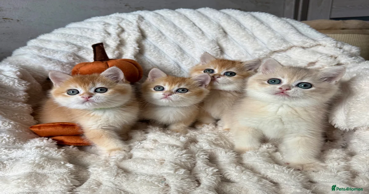 Kittens for sale in Basildon, Essex | Pets4Homes