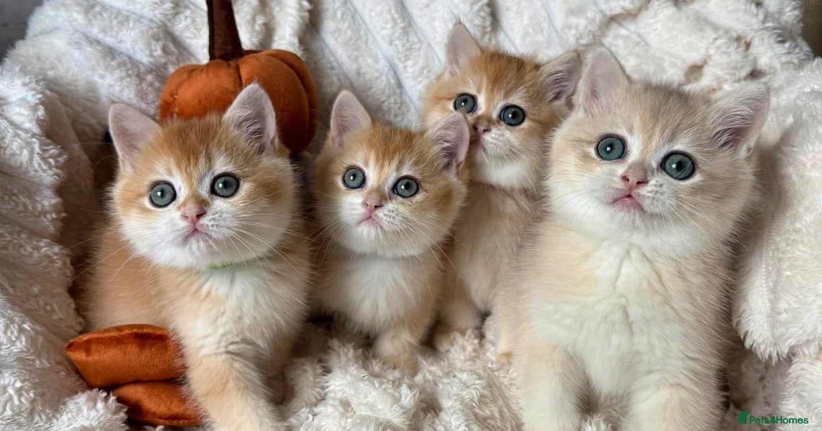 6375 Filter Kittens for sale in Basildon, Essex | Pets4Homes