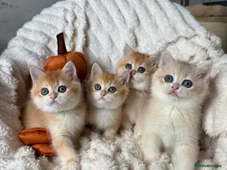 British Shorthair cats 🧡Exceptional golden British shorthairs 🧡 - Advert 8
