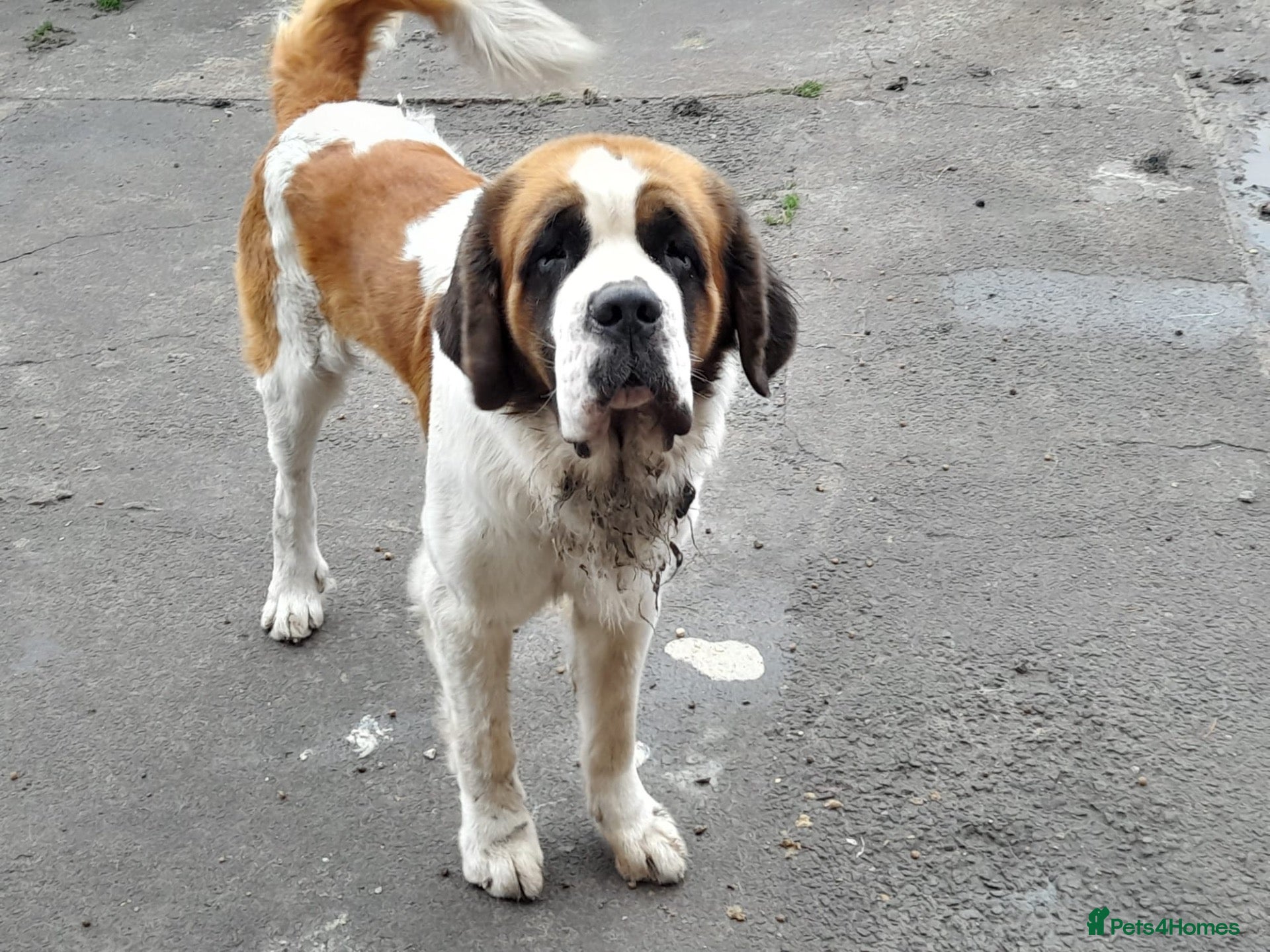 Saint Bernard dogs Male Saint Benard - Advert 9
