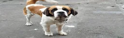 Saint Bernard dogs for sale: Male Saint Benard - Advert 1