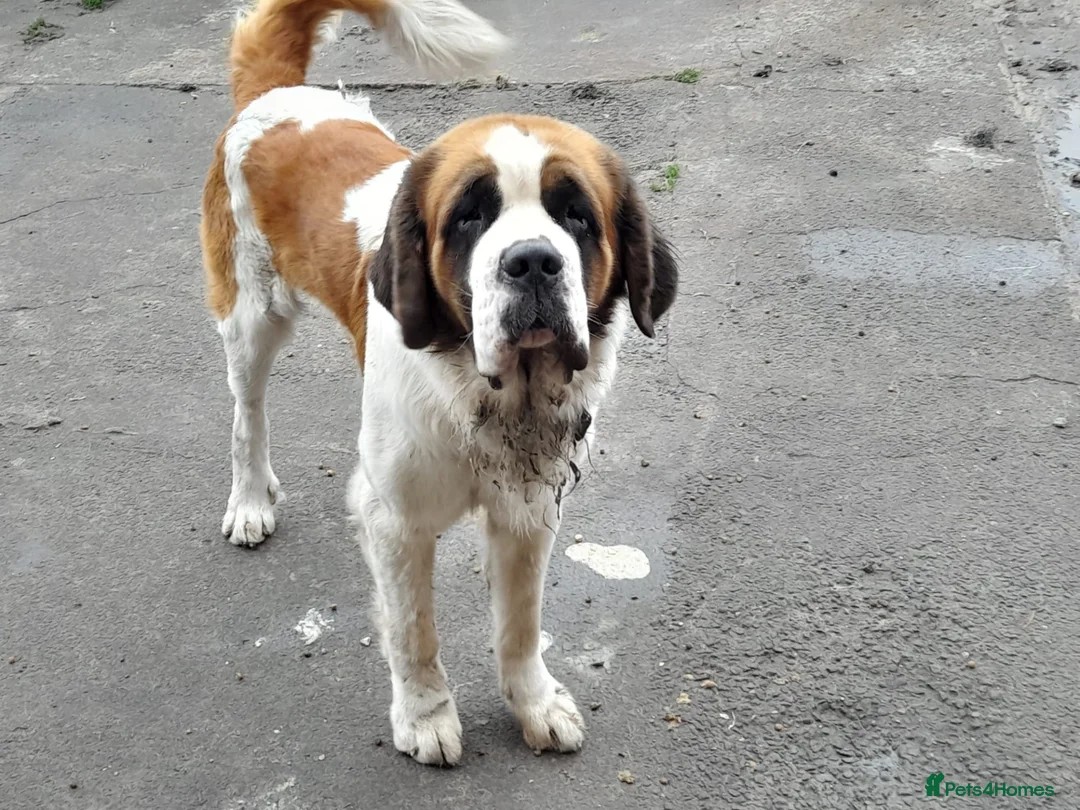 Saint Bernard dogs for sale: Male Saint Benard - Advert 1