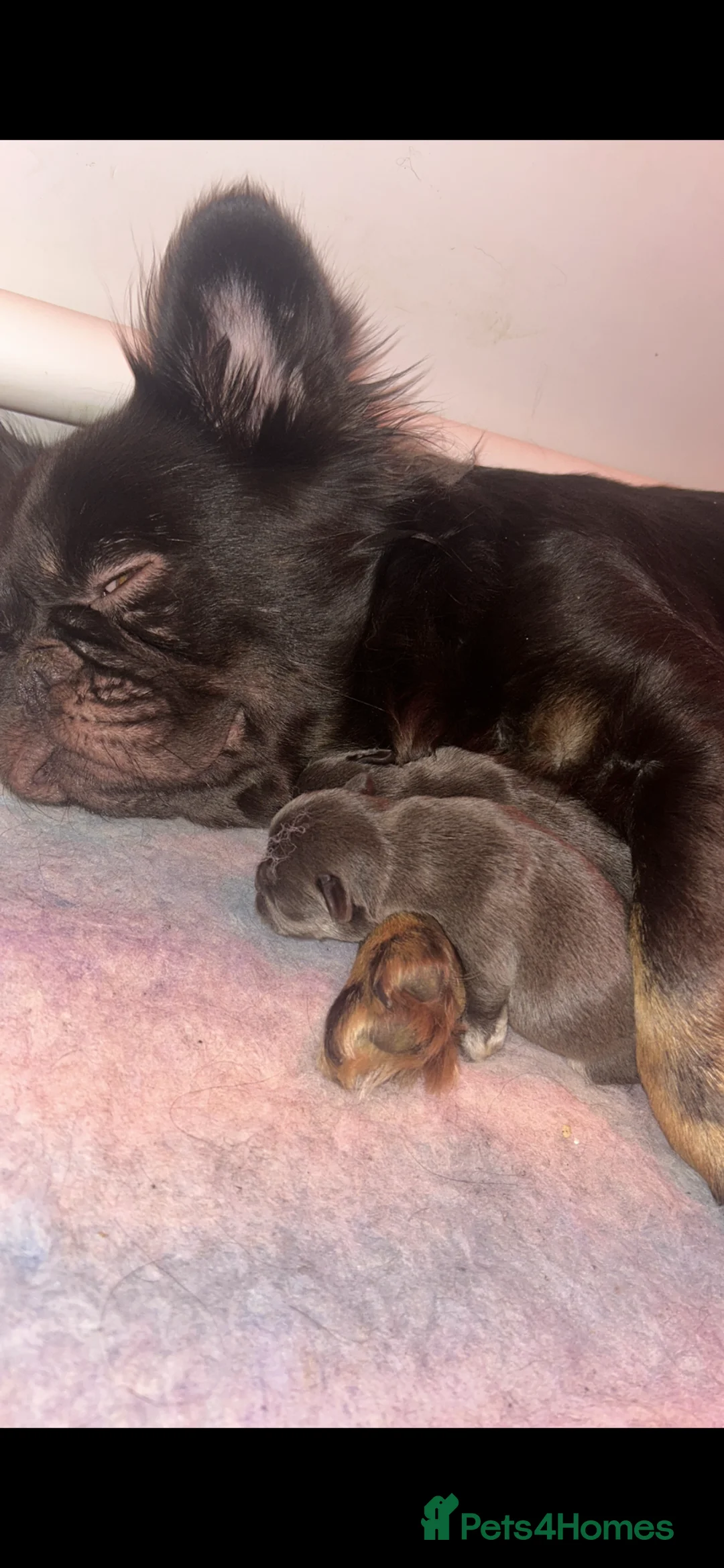 French Bulldog dogs for sale: * READY 12th JUNE * STUNNING FRENCH BULLDOGS in Tonypandy - Advert 2