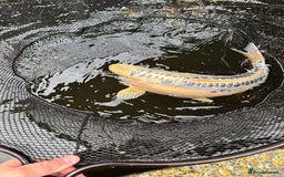 Koi Carp fish for sale: Selection of Koi, Goldfish and sturgeon - Image 3
