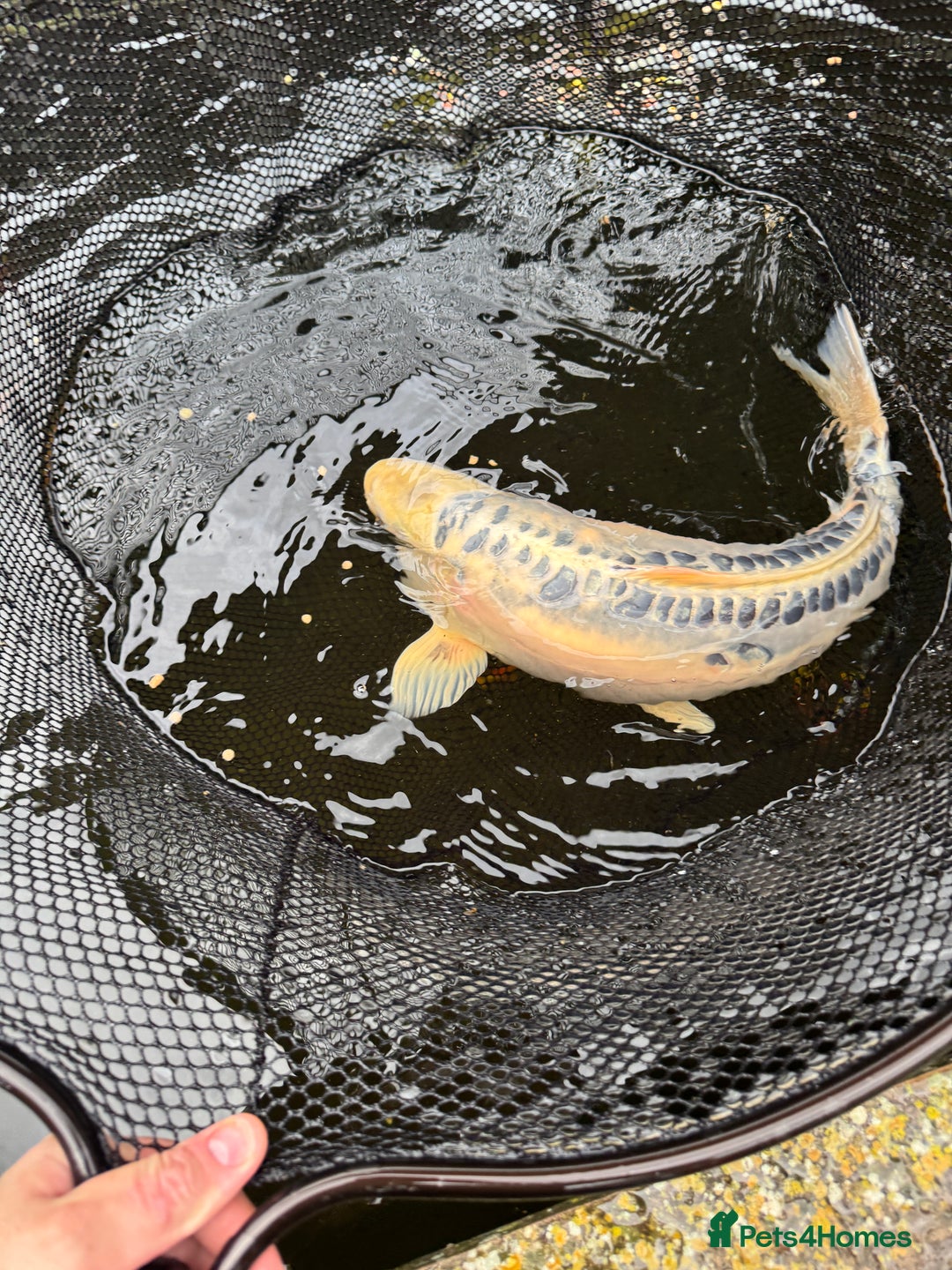 Koi Carp fish for sale: Selection of Koi, Goldfish and sturgeon - Image 3