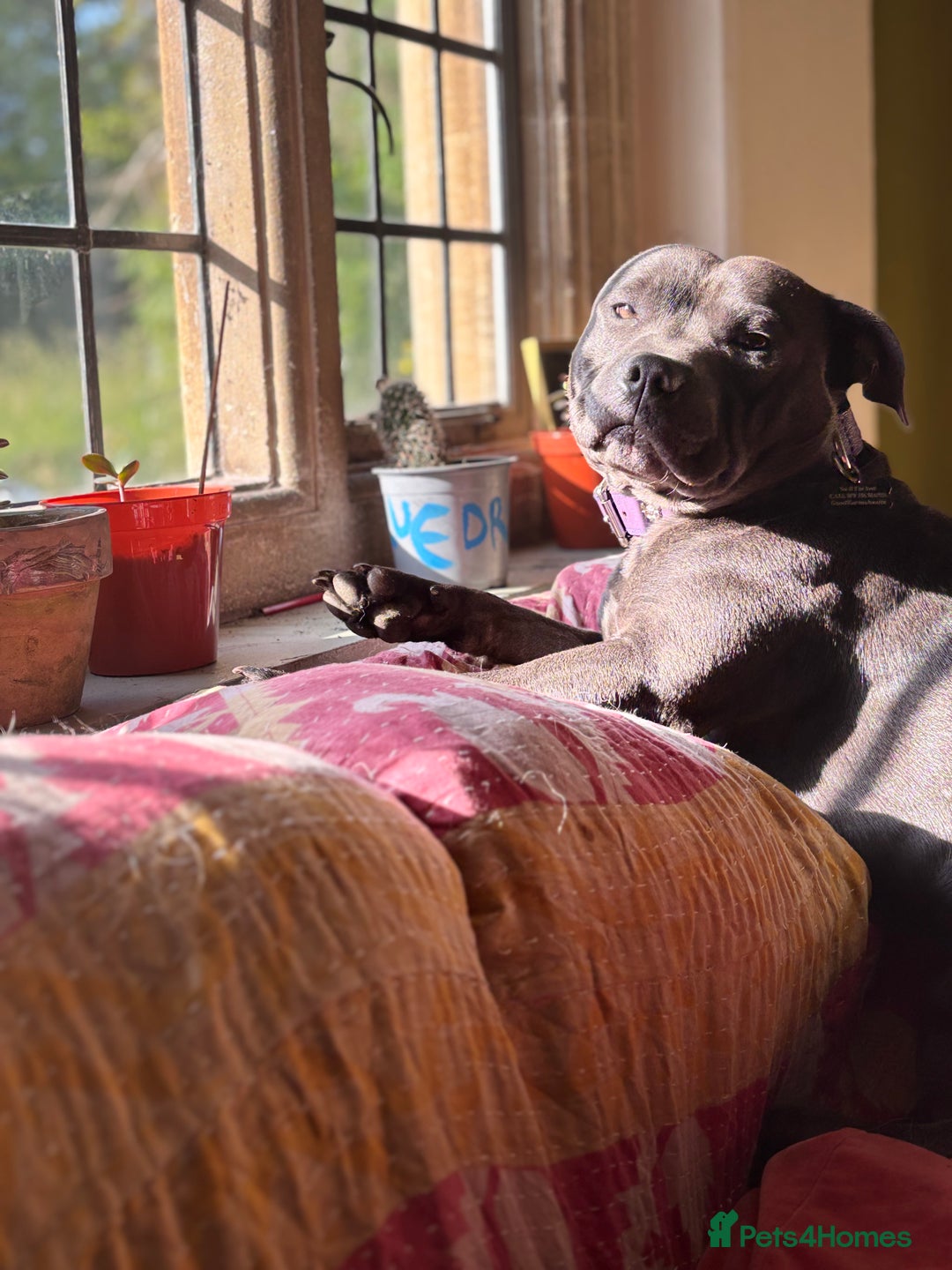 Staffordshire Bull Terrier dogs for stud: Beautiful healthy pedigree stud  - Advert 5