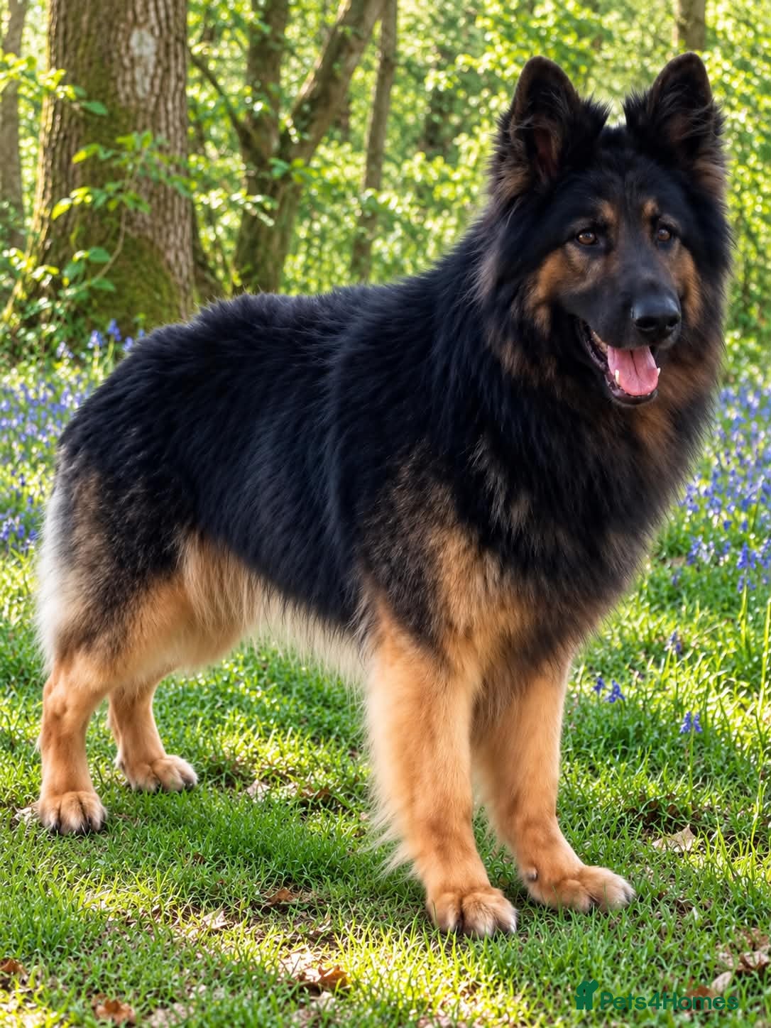 German Shepherd dogs KC Reg Shadow fully Health Tested at stud - Advert 13