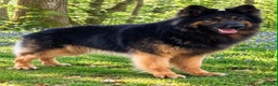 German Shepherd dogs for stud: KC Reg Shadow fully Health Tested at stud - Advert 1