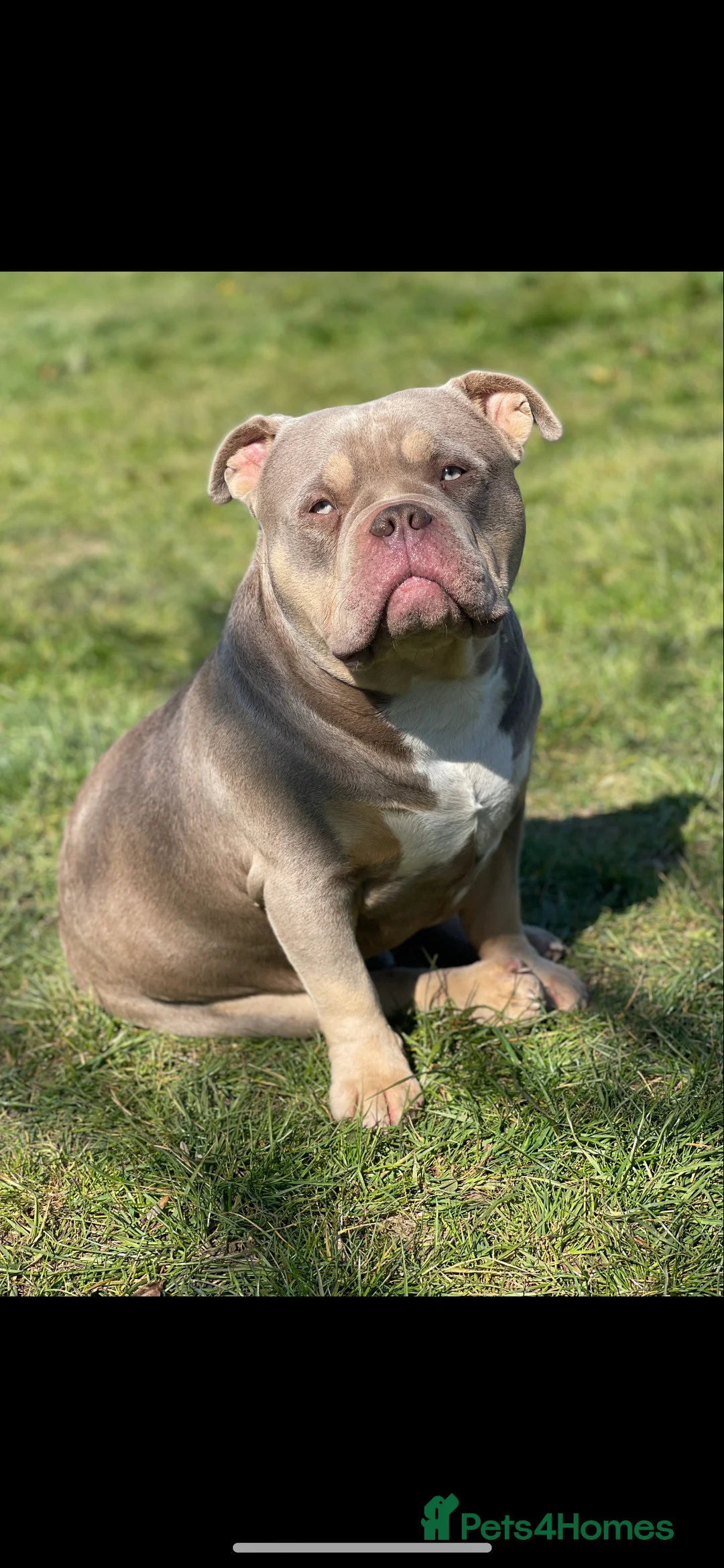 American Bully dogs for stud: Proven lilac tri abkc American pocket bully stud in Trowbridge - Advert 11
