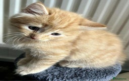 Mixed Breed cats for sale: Beautifull fluffy kittens  - Image 14