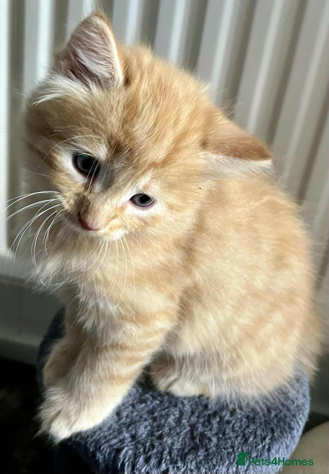 Mixed Breed cats for sale: Beautifull fluffy kittens  - Image 14