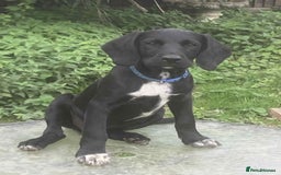 Springador dogs for sale: Springador puppies - Image 2