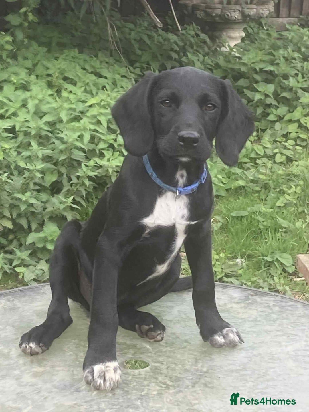 Springador dogs for sale: Springador puppies - Image 2