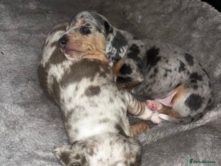 Miniature Dachshund dogs Short haired miniature dachshund puppies - Advert 6