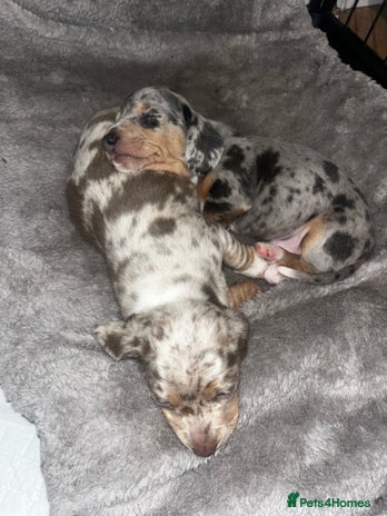 Miniature Dachshund dogs Short haired miniature dachshund puppies - Advert 4