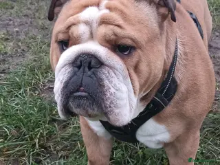 English Bulldog dogs Harry - Advert 21