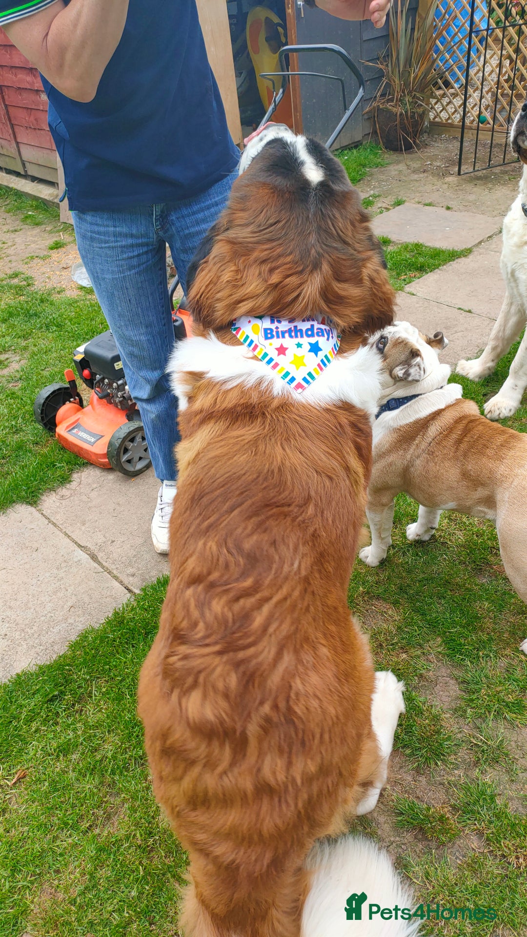 Saint Bernard dogs for stud: Stunning KC reg saint Bernard for stud.  in Chester - Image 8