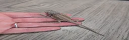 Bearded Dragon reptiles for sale: Baby bearded dragons  - Advert 2