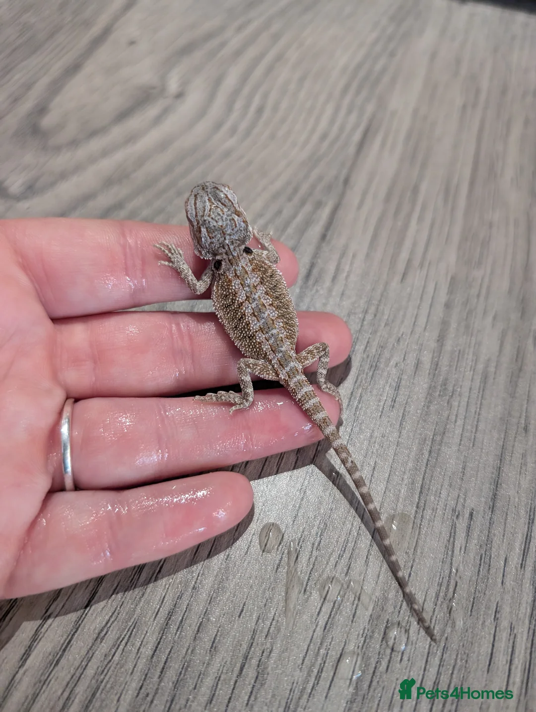 Bearded Dragon reptiles for sale: Baby bearded dragons  - Advert 2