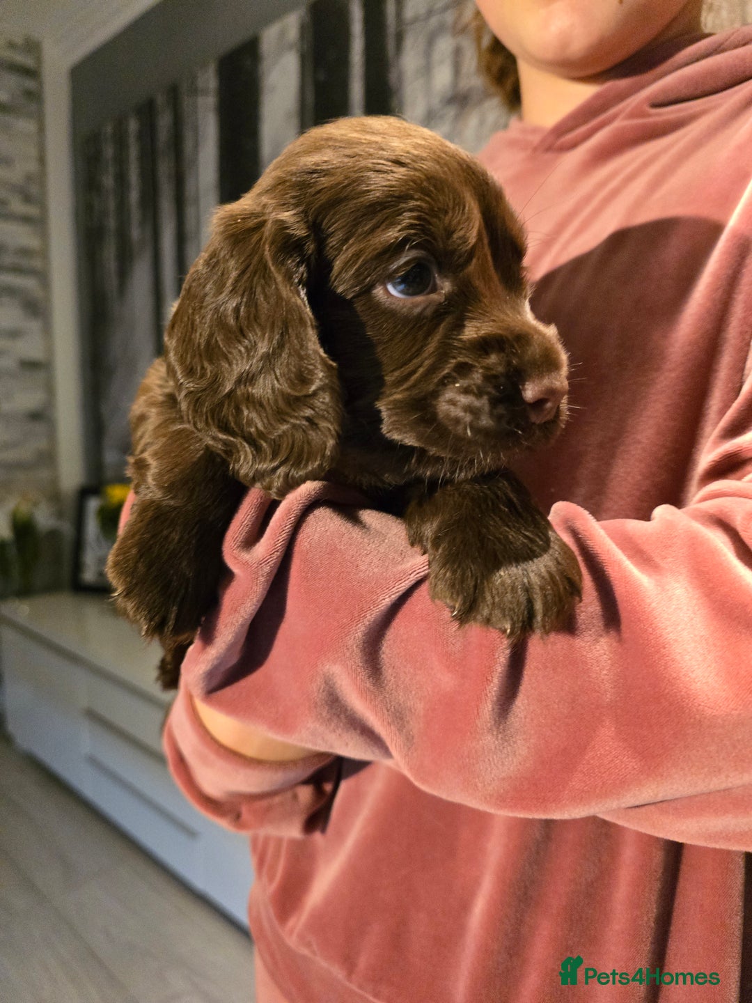 Cocker Spaniel dogs for sale: Chocolate cocker spaniels puppies  - Image 4