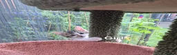 Mixed Breed cats for sale: Lovely kitten looking for new home  - Advert 3