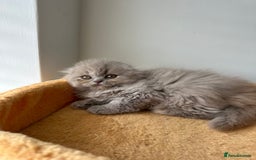 Scottish Fold cats for sale: ✨🦉 BEAUTIFUL TICA REG SCOTTISH FOLD🦉✨ - Image 6