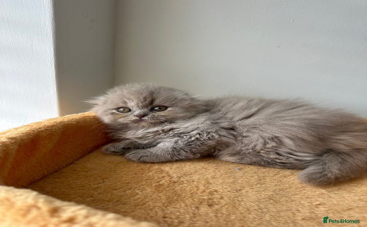 Scottish Fold cats - Advert 1