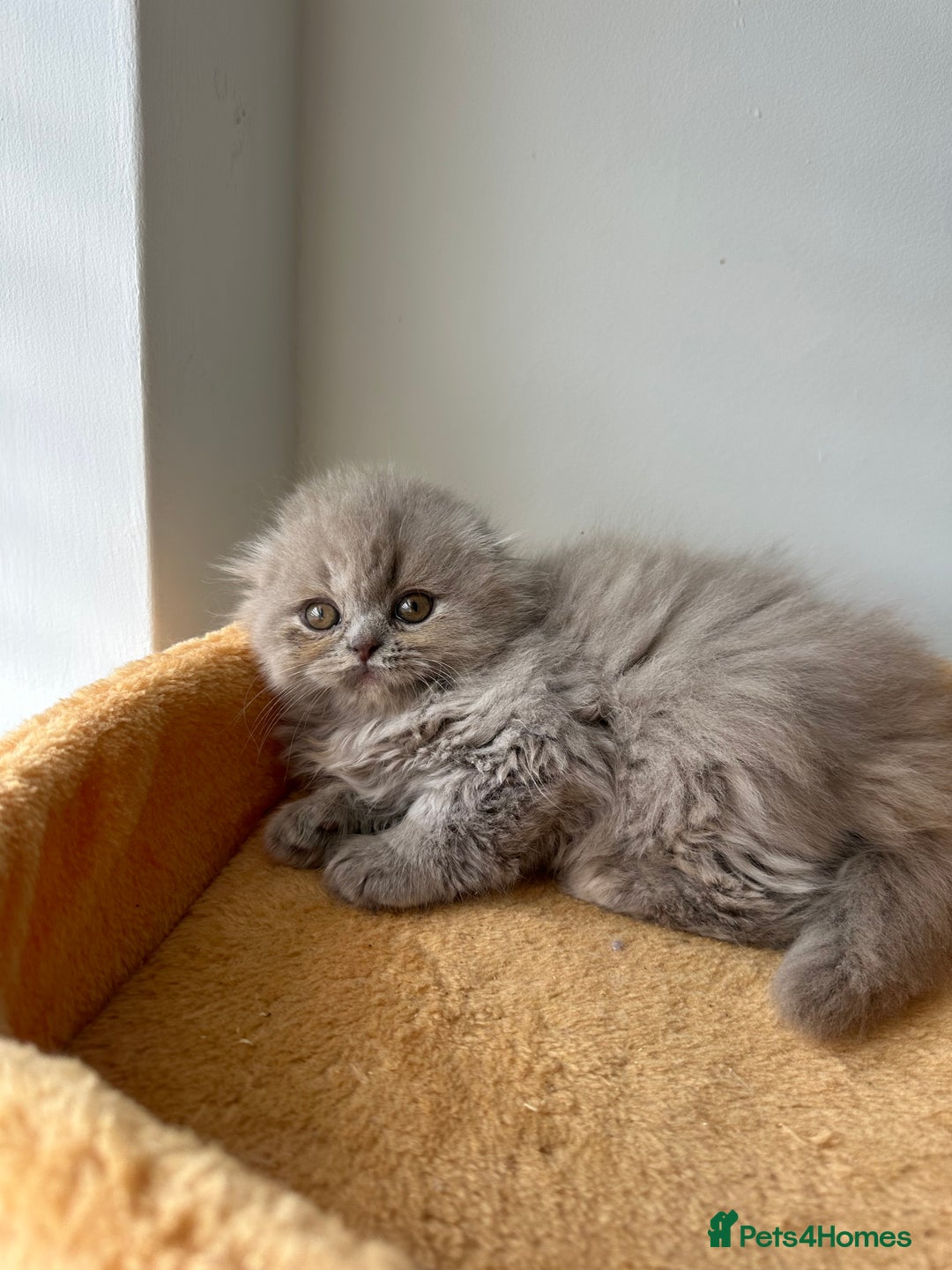 Scottish Fold cats for sale: ✨🦉 BEAUTIFUL TICA REG SCOTTISH FOLD🦉✨ - Image 6
