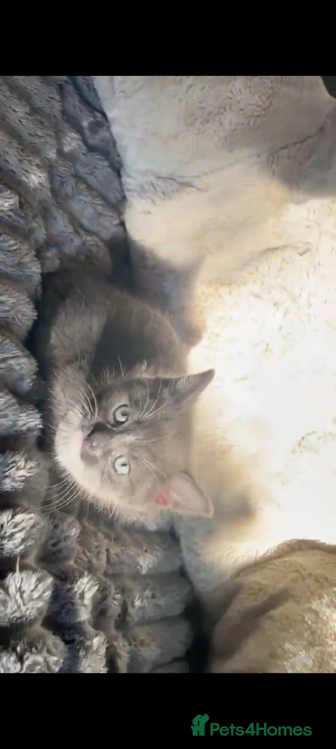 Mixed Breed cats for sale: Half Ragdoll kittens in Telford - Advert 2