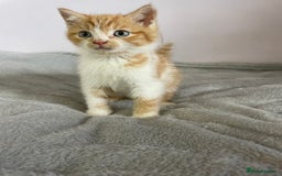 British Shorthair cats for sale: Four kittens ready to go (prices vary) - Image 36