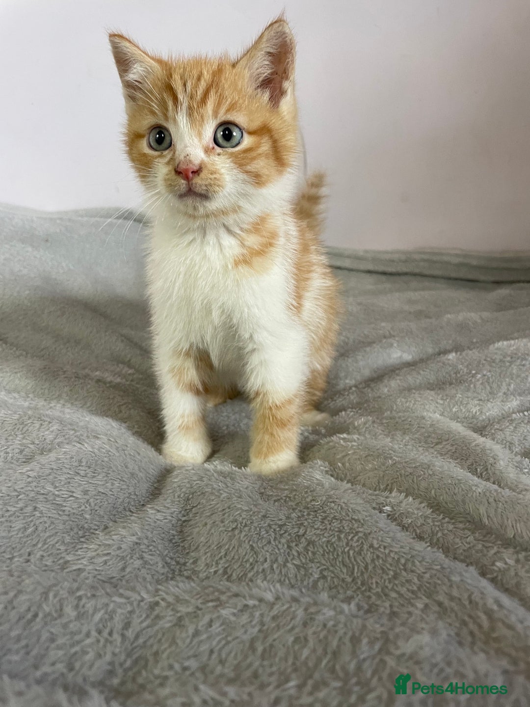 British Shorthair cats for sale: Four kittens ready to go (prices vary) - Image 36