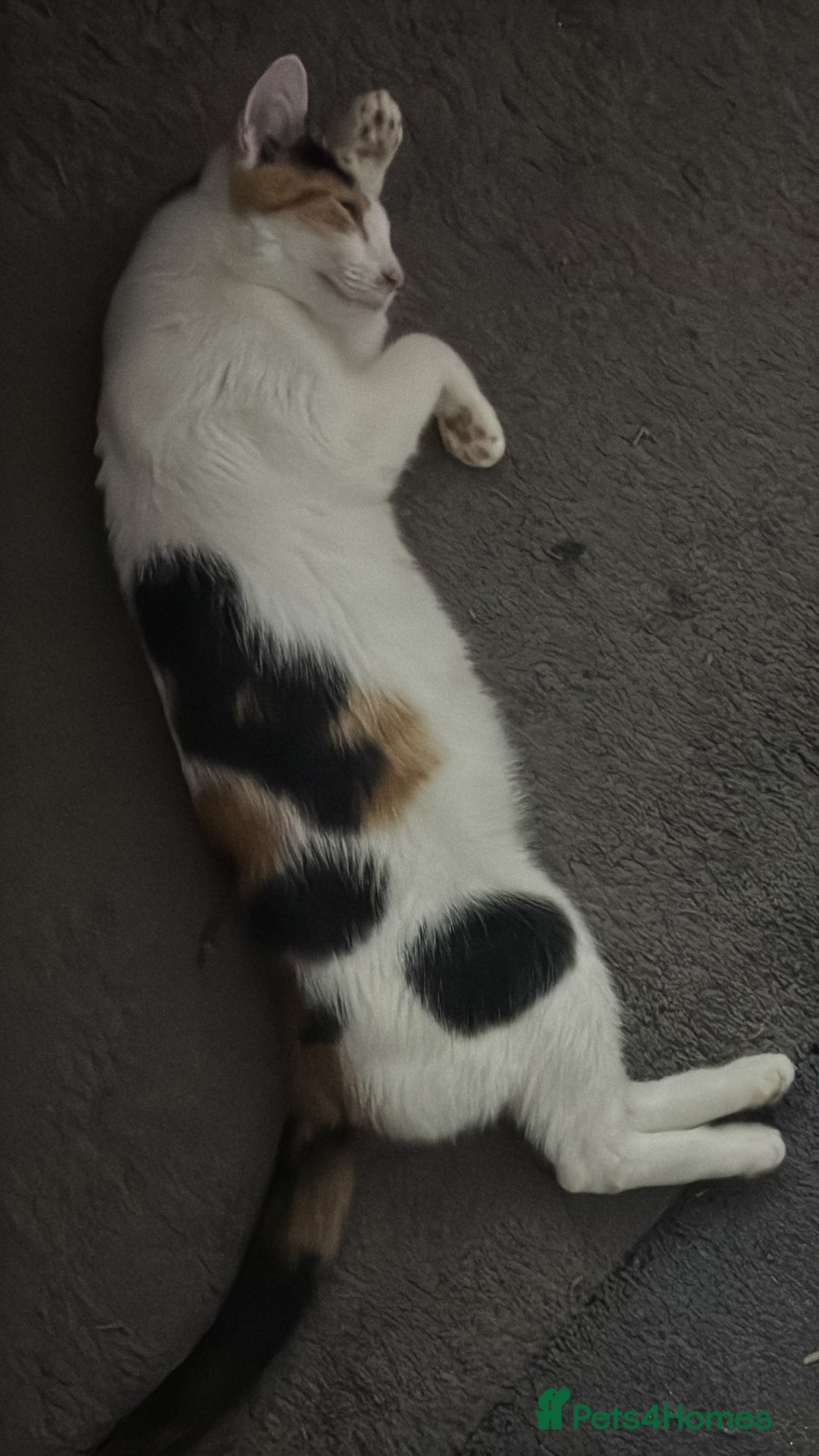 Mixed Breed cats for sale: Ginger boy  - Advert 3