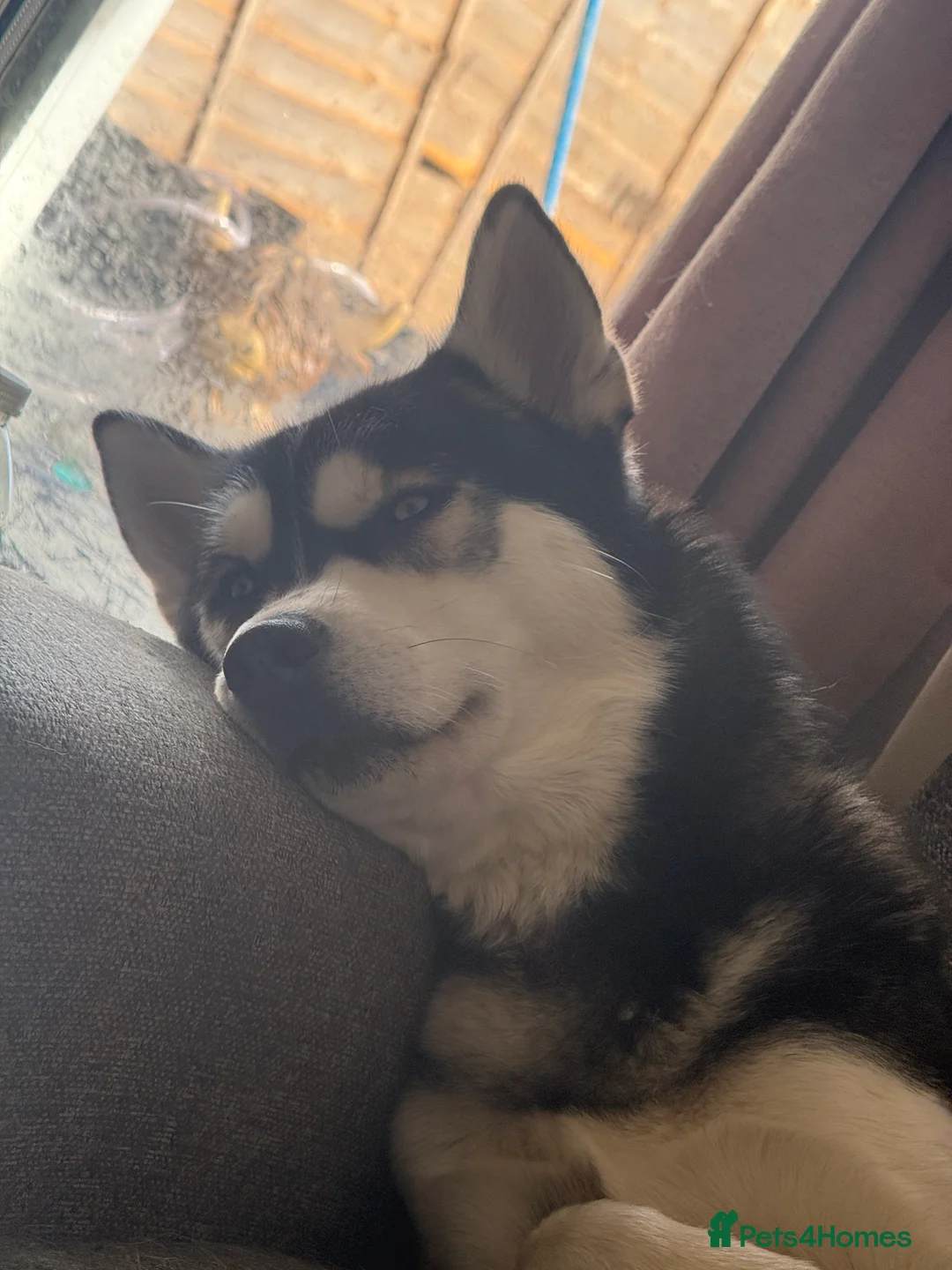 Siberian Husky dogs for sale: Meet Alfie the Husky 🐕💙 - Advert 10