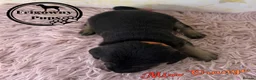 Labrador Retriever dogs for sale: 🖤 Quality RKC Labrador Puppies 🖤 Ready July 🖤 - Advert 14
