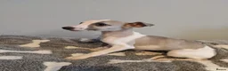 Whippet dogs for sale: Beautiful litter of pedigree whippets  - Advert 6