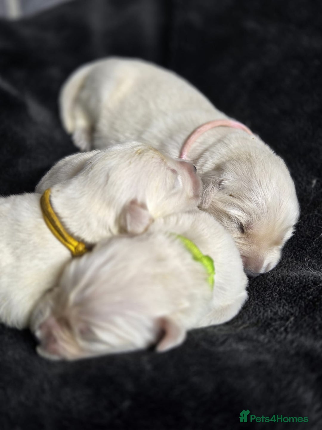 Golden Retriever dogs for sale: Gorgeous kc reg golden retrievers  - Advert 12