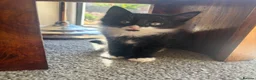 Mixed Breed cats for sale: Two long haired boys ready - Advert 2