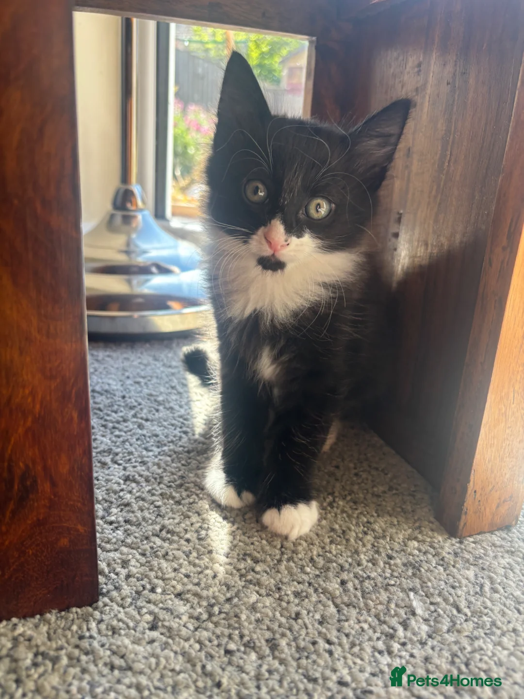 Mixed Breed cats for sale: Two long haired boys ready - Advert 2