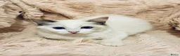 Ragdoll cats for sale: Degruchi Cattery has show quality kittens for sale in Petersfield - Advert 26