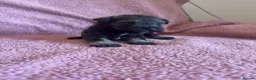 Miniature Schnauzer dogs for sale: Miniature schnauzer puppies  - Advert 3